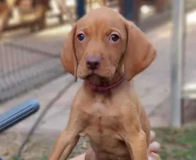 Becses Vadász Árven - Bracco ungherese a pelo corto Cucciolo in vendita