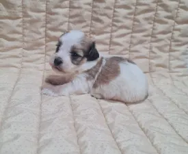 Tommy - Havanese eladó kiskutya