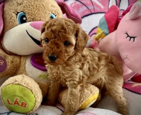 Bloody Mary Hug Me Strongly - Poodle Miniature Puppy for sale