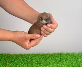 Pemi - Shiba Angebotener Welpe
