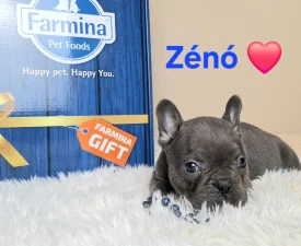 Zénó  - Francia bulldog eladó kiskutya