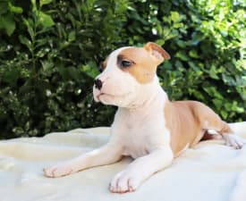 Harlem Shake Of Silence Warrior - American Staffordshire Terrier Puppy for sale