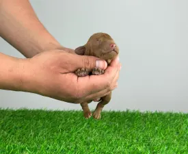 Quelle - Caniche Nain Chiot à vendre