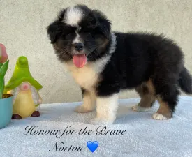 Honour For The Brave Norton - Ausztrál juhászkutya eladó kiskutya