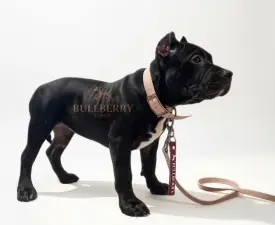 Buffalo Berry - l'American Bully - Classic Chiot à vendre