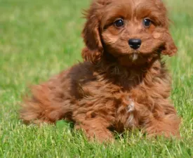 Darty - Cavapoo Puppy for sale