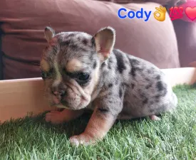 Cody - Bulldog francez Cățeluș de vânzare