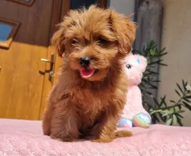 Málna - Maltipoo eladó kiskutya
