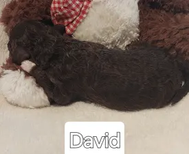 Ürömi Szarvasgombász David - Lagotto Romagnolo eladó kiskutya