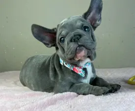 Oliver - French Bulldog Puppy for sale