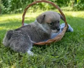 Gingers Heritage Lord Aeron - Welsh Corgi Pembroke Puppy for sale