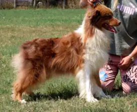 Dailos Dream Maker - Australian Shepherd Cucciolo in vendita