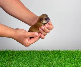 Rumi - Shiba Angebotener Welpe