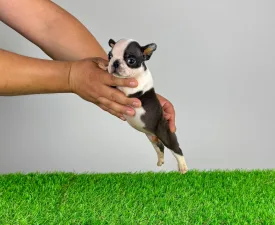 Yelly - Boston Terrier eladó kiskutya