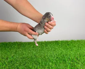 Beany - Australian Shepherd Puppy for sale