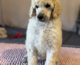 White Girl - Poodle Standard Puppy for sale