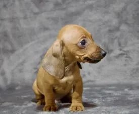 Mr Nemo Jr Hug Me Strongly  - Dachshund Puppy for sale