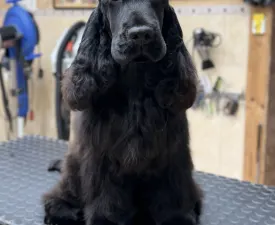 La Scale Obsidian Masterpiece "renoir" - Angol Cocker spániel eladó kiskutya