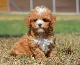 Ria( Toy Size) - Cavapoo Cățeluș de vânzare
