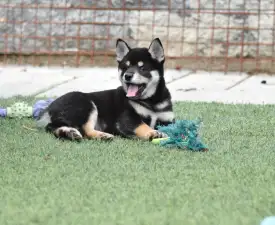 Bravados Yasushi - Shiba Puppy for sale