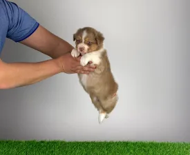 Beira - Ciobanesc Australian Cățeluș de vânzare