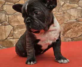 Dorothy - Französische Bulldogge Angebotener Welpe