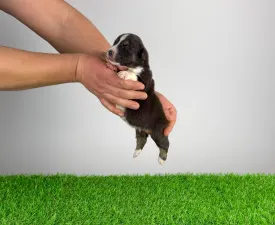 Bastian - Australian Shepherd Puppy for sale