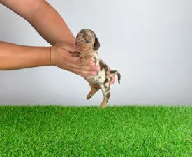 Doggy - Teckel Cățeluș de vânzare