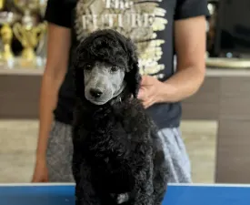Silver Male - Poodle Standard Puppy for sale
