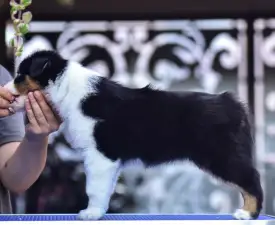 Winstead The Need For Speed - Australian Shepherd Angebotener Welpe