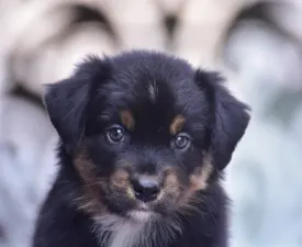Winstead Target Locked - Australian Shepherd Angebotener Welpe