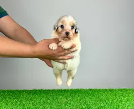 Luna - Australian Shepherd Puppy for sale