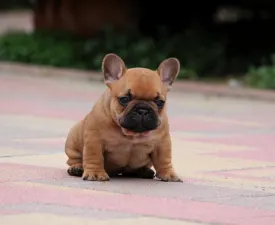 Unicum - Französische Bulldogge Angebotener Welpe