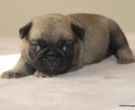 Dobby - Pug Puppy for sale