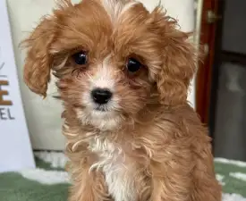 Nara - Cavapoo Puppy for sale