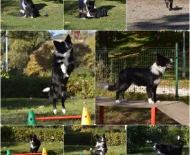 Rodonit - Border Collie eladó kiskutya