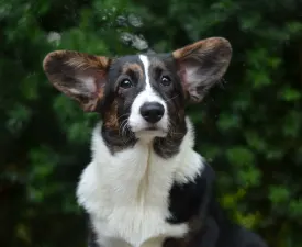 Kilini Mendenhall  - Cardigan welsh corgi eladó kiskutya