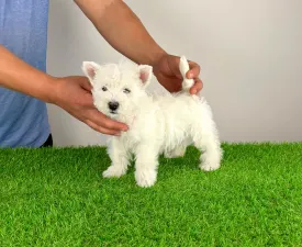 Holly - West Highland White Terrier Puppy for sale