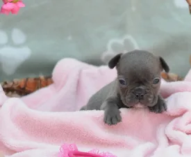 Málna - Francuski buldog Štenci na prodaju