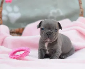 Madeleine  - Francuski buldog Štenci na prodaju