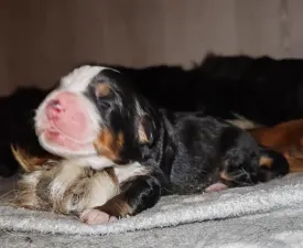 Tundra - Bernese Mountain Dog Puppy for sale