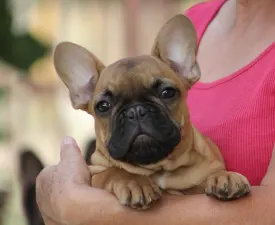 Eliot - Francia bulldog eladó kiskutya