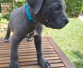 Billie Ben  - Cane Corso eladó kiskutya