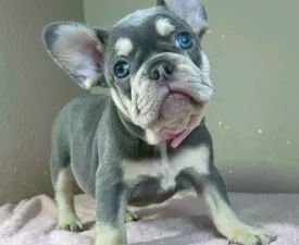 Kim - Französische Bulldogge Angebotener Welpe