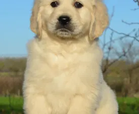 Volvo - Golden Retriever Puppy for sale