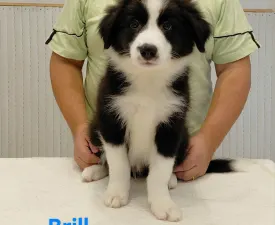 Brilliant - Border Collie Puppy for sale