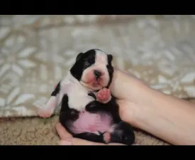 Üstökös ( Comet ) - Boston Terrier Angebotener Welpe