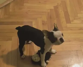 Kloé - Terrier de Boston Chiot à vendre
