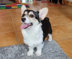 Ariel - Welsh corgi pembroke Szczenię na sprzedaż