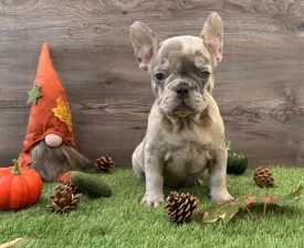 Zafir  - French Bulldog Puppy for sale